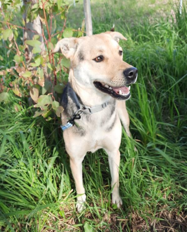 Lucia, Bellissima Pastorina Di 1 Anno